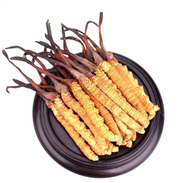 Kualitas tinggi alam liar Cordyceps Sinensis perawatan kesehatan
