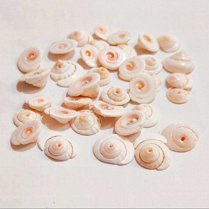 Kerang Kupas PUKA / Shiva Shell