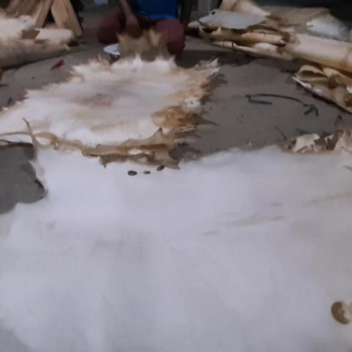 Kulit Kambing Jumbo Kulit Bedug Gendang