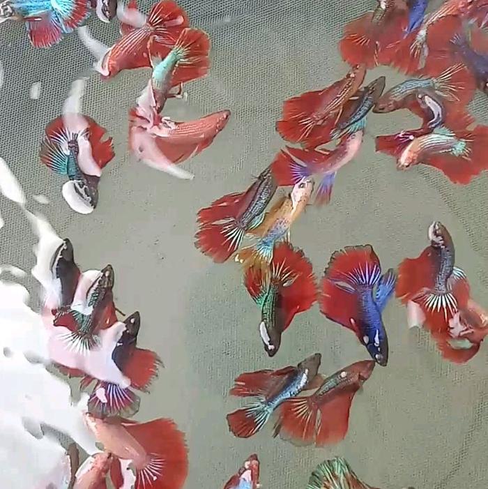 hiasan cupang halfmoon satuan