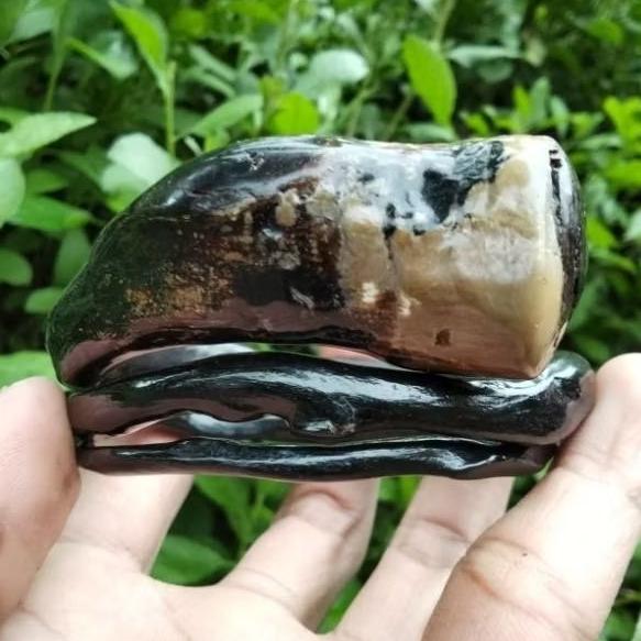 Gelang Akar Bahar Hitam Vintage Elegan Bonggol Bercabang