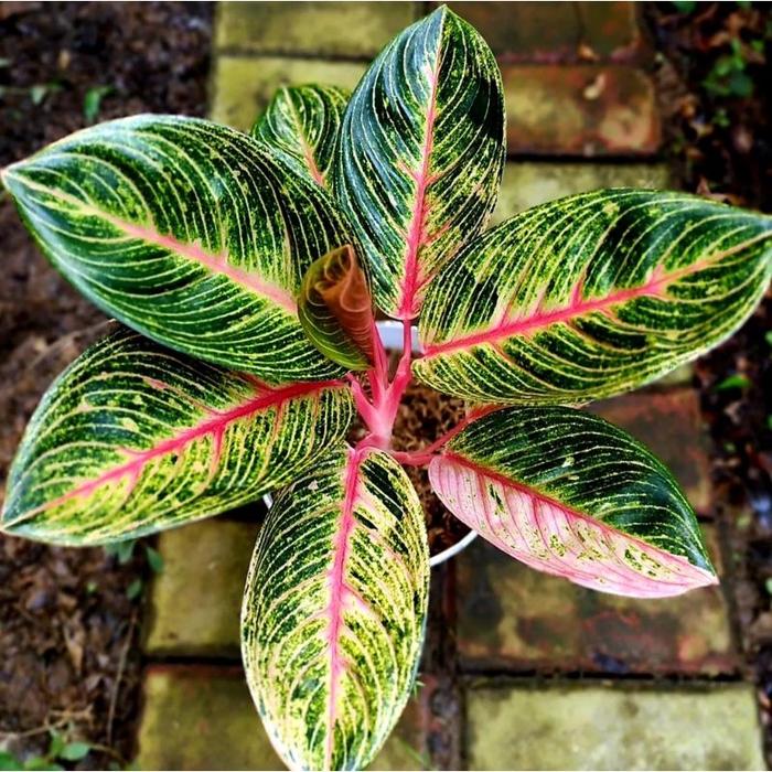 Aglonema Lucia Lucas / Bibit Bunga / Bunga Hidup / Tanaman / Tanaman Bunga / Bunga Hiasan /Bunga Agl