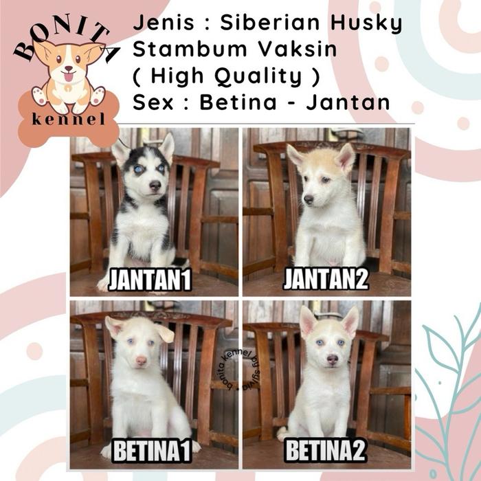 Siberian Husky Stambum Blue Eyes Jantan Betina Anak Anjing Husky
