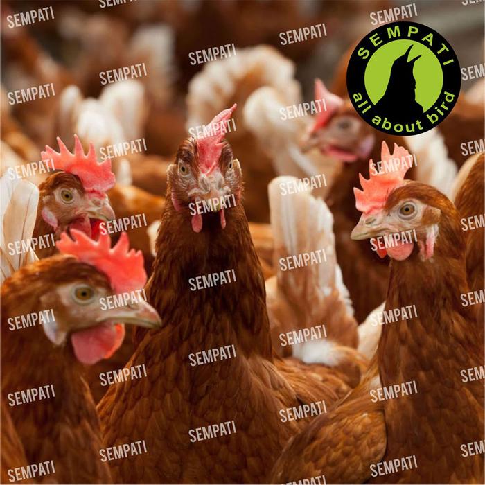EM4 Peternakan Probiotik Fermentasi Pakan Ternak / Penghilang Bau