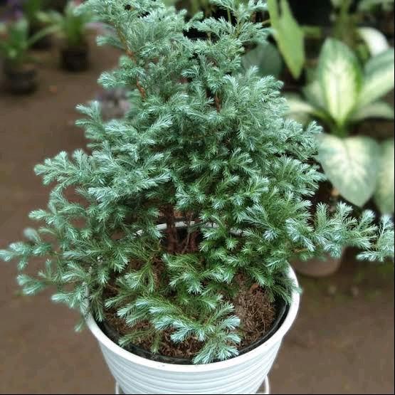 Tanaman hias cemara salju - cemara salju