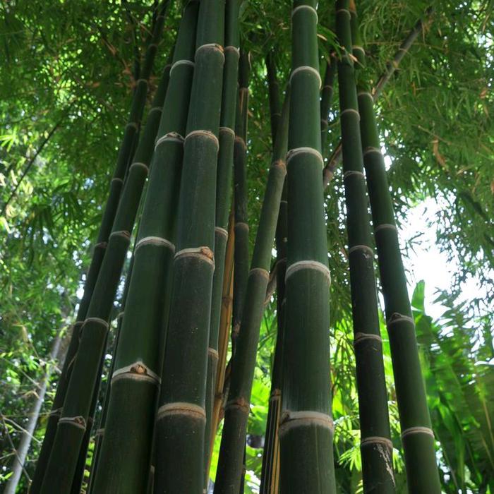 ready berbagai macam bambu se Kab/kota sorong dan sorong selatan