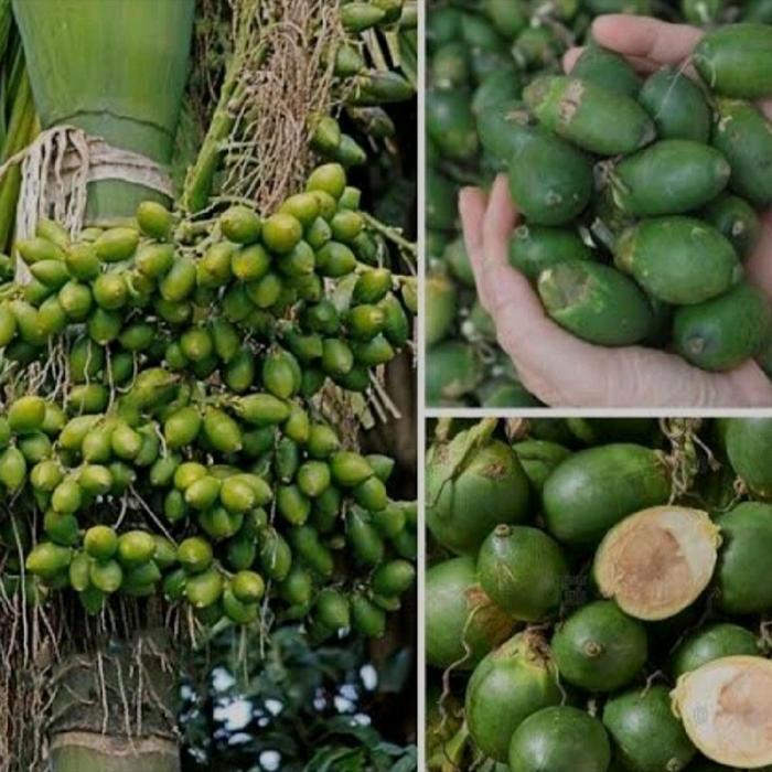 Buah pinang muda,buah herbal alami,jamuu