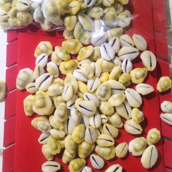 Buli kuning/yellow cowries isi 50 biji