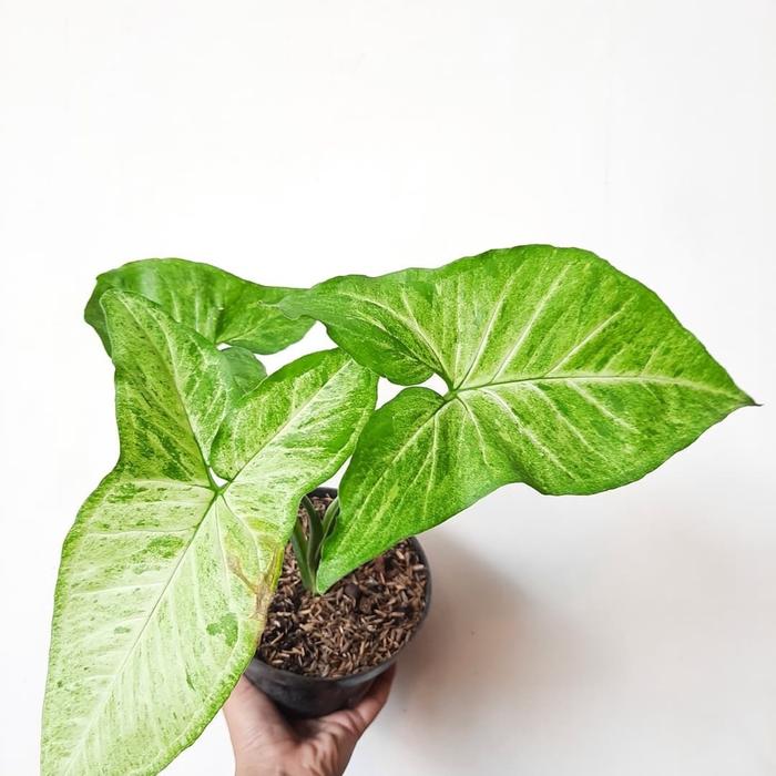 Syngonium Green Latte Singonium Tanaman Syngonium Anakan Tanaman Hias Indoor Tanaman Bibit Syngonium
