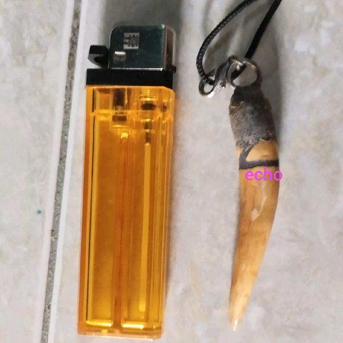 Cemeti Ali tanduk kijang pupuk ori