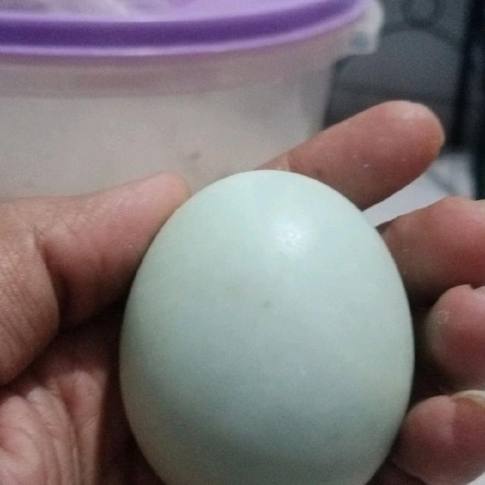 telor asin aseli telor asin