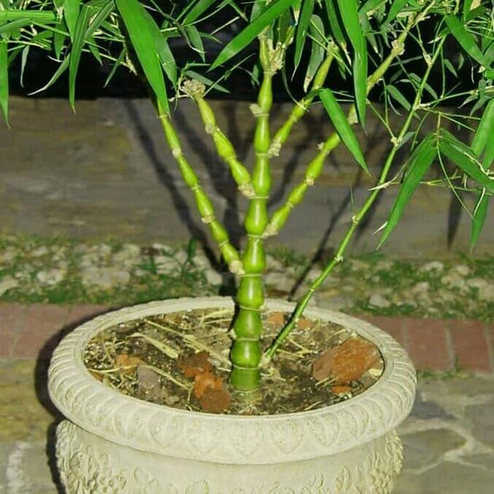 tanaman bambu botol(bambu tasbih)