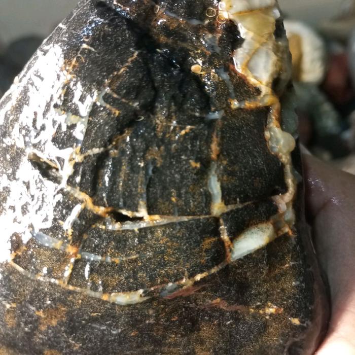 fosil kelor TJ combong dan kendit bahan langka
