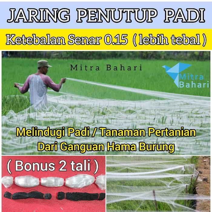 Jaring Penutup Padi  Senar 0.15 (Lebih Tebal) | Jaring Burung Pipit | Jaring Padi | Jaring Sawah | J