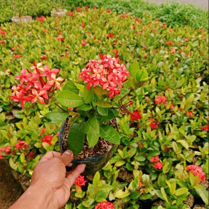 tanaman hias Soka/Soka hawai bunga merah