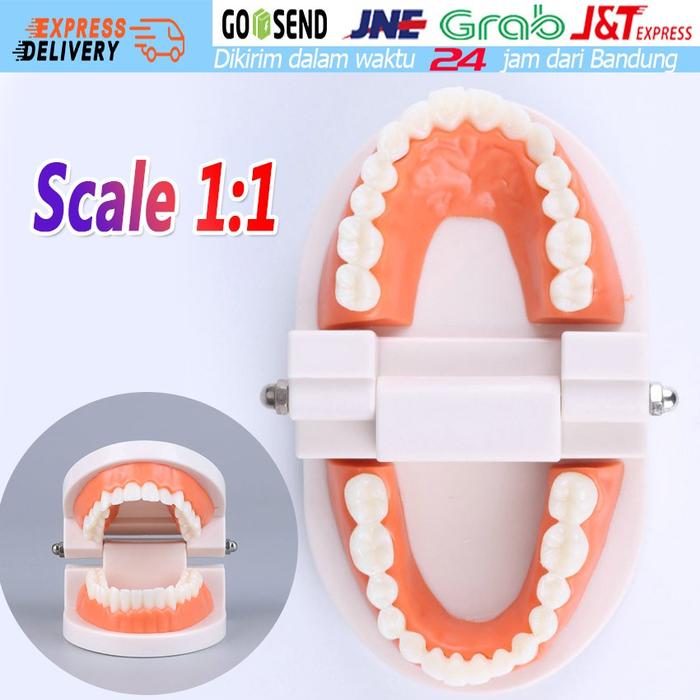 Manekin Gigi / Model Studi Gigi / Phantom Gigi / Dental Model Typodont / Peraga Gigi / Patung Gigi
