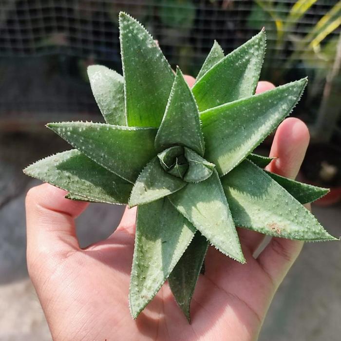 Sukulen Gasteraloe Silver Swirls