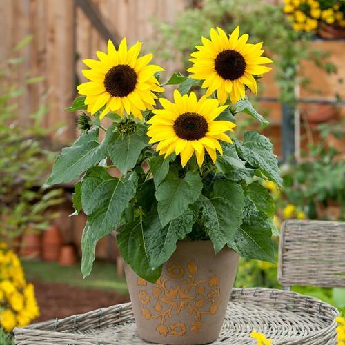 Biji Bibit Benih Tanaman Hias Bunga Matahari Sunspot Sunflower - isi 15 Biji - Sf Sunspot 15 Biji