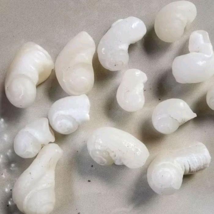 BATU FOSIL KEONG / KOL BUNTET KRISTAL NATURAL