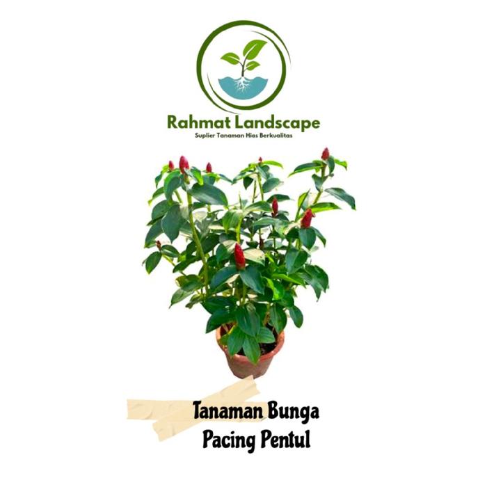 tanaman hias bunga pacing pentul - tanaman bunga pacing pentul - tanaman hidup - tanaman hias pacing
