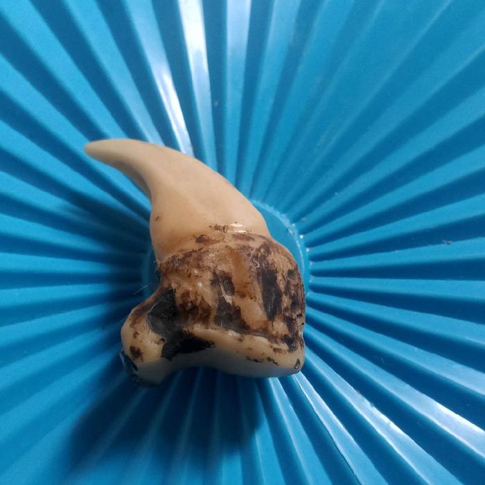 liontin kalung kuku macan