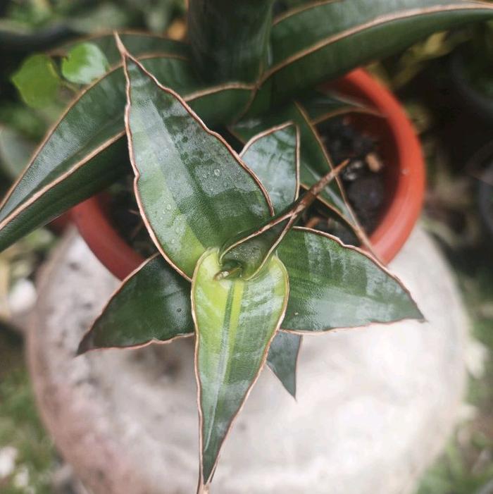 Sansevieria Pinguin long