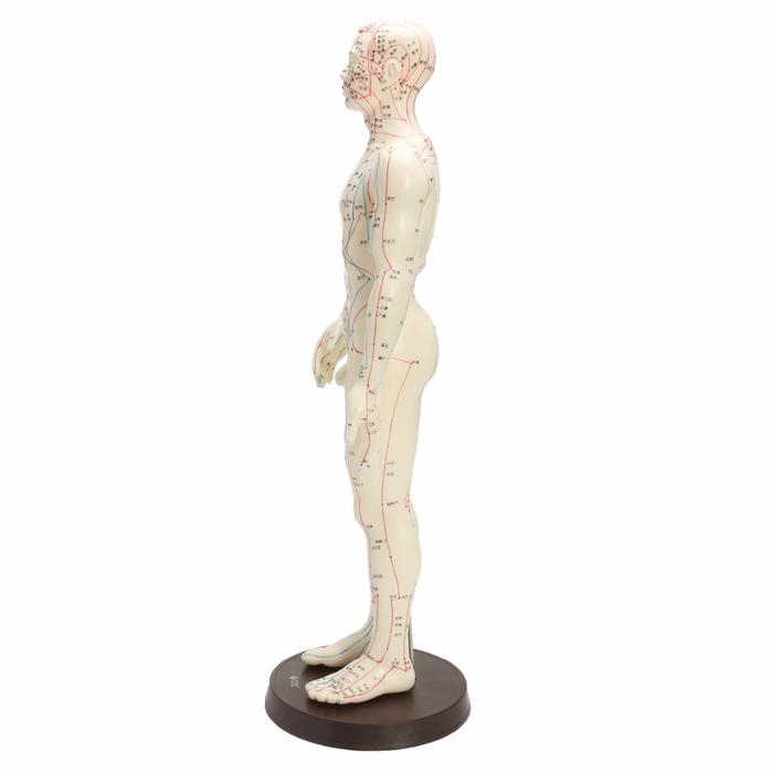 Human Body Acupuncture Model Male Female Meridians Model Chart Book