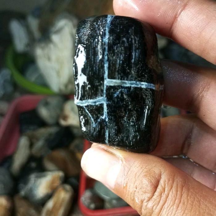 fosil kelor laut kendit antik