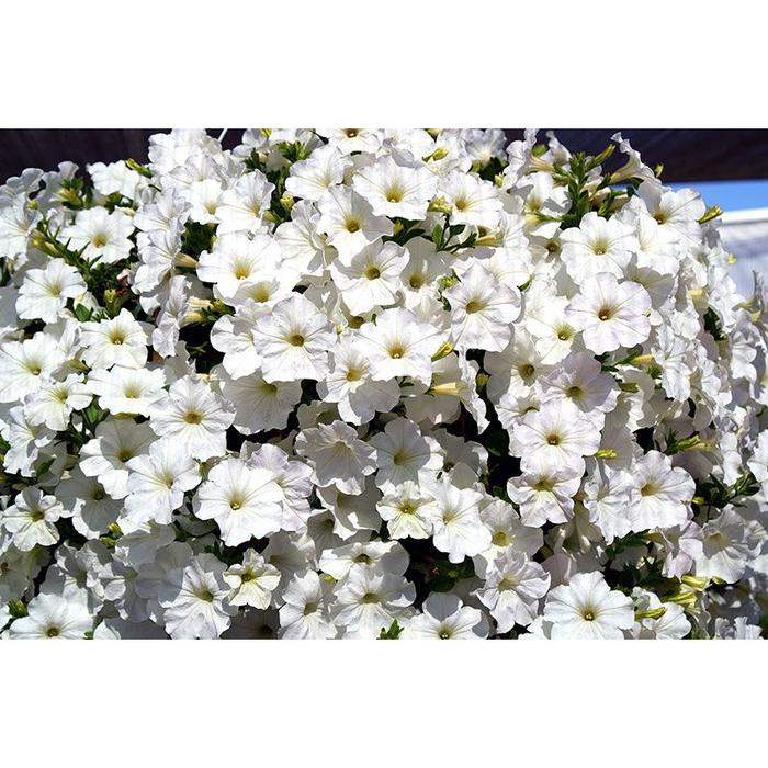 Petunia Opera Supreme White F1