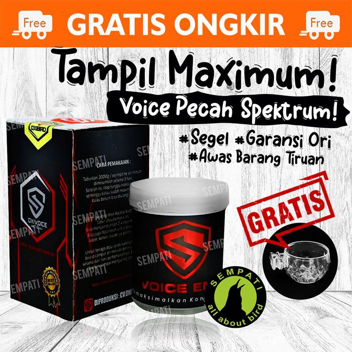 super teler penggacor burung anis merah macet bunyi habis mabung atau