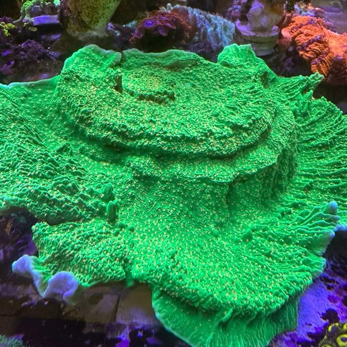 montipora chili pepper ( wwc tequila sunrise montipora )