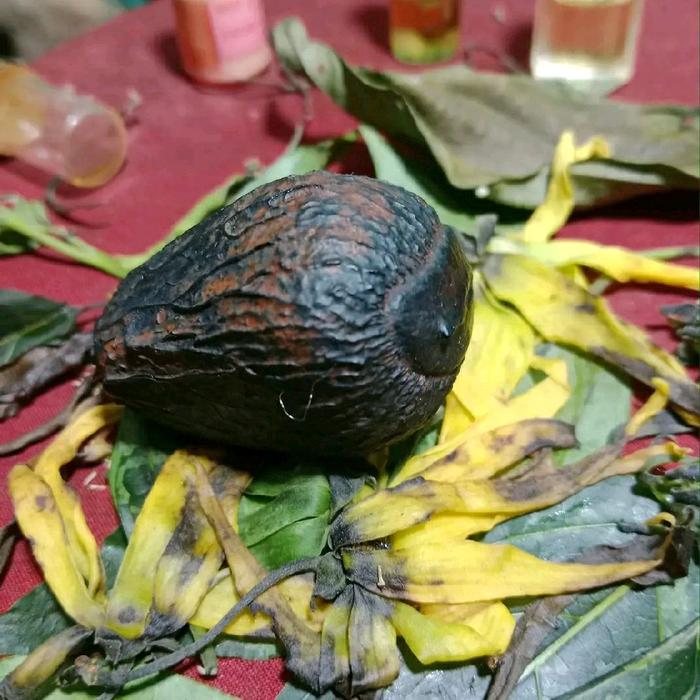 Batu mustika Kelapa Lanang