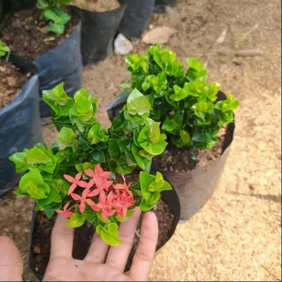Tanaman hias ashoka tusuk sate bunga merah - asoka tusuk sate