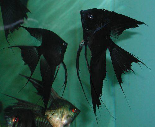 Manfish Slayer Full Black Ikan Hias Aquascape Hiasan Aquarium Tanaman Diameter Body 3-4 Cm Panjang 6