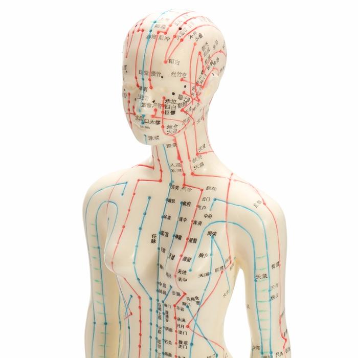 "Human Body Acupuncture Model Female Meridians Model Chart Book Base