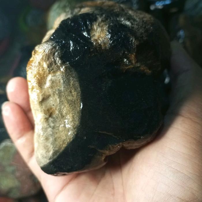 fosil kelor 2 warna hitam dan putih