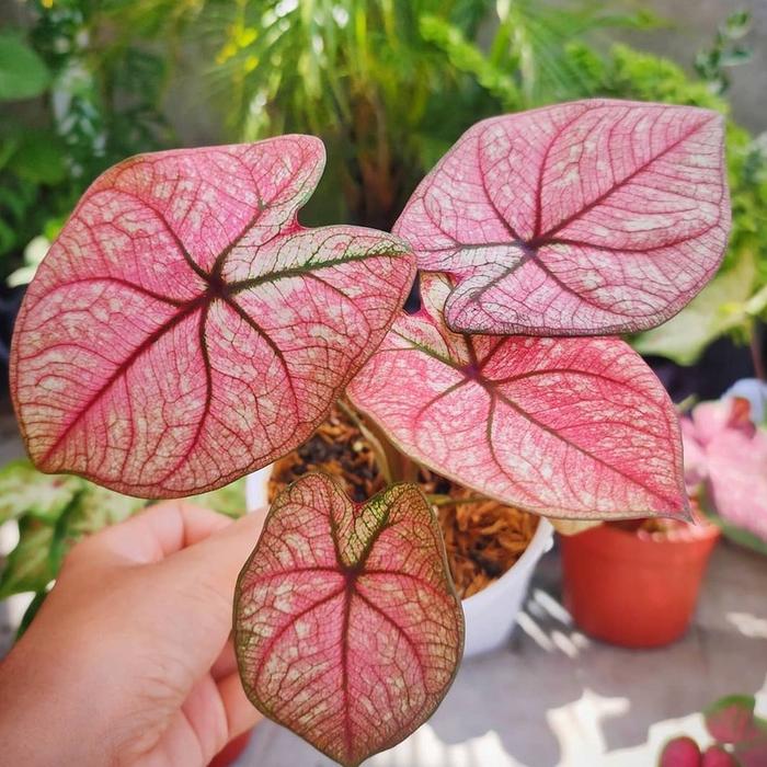 Keladi Pink Blossom Keladi Hias Caladium Tanaman Hias Keladi Tanaman Keladi Hidup Tanaman Hias Murah