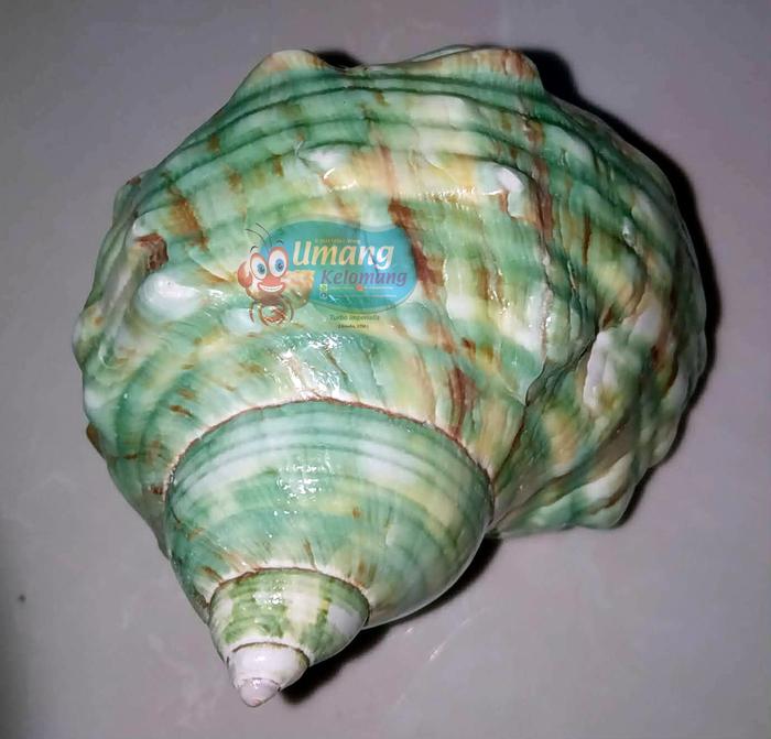 Cangkang Kelomang - Imperial Turban ( Turbo imperialis - ukr.L )