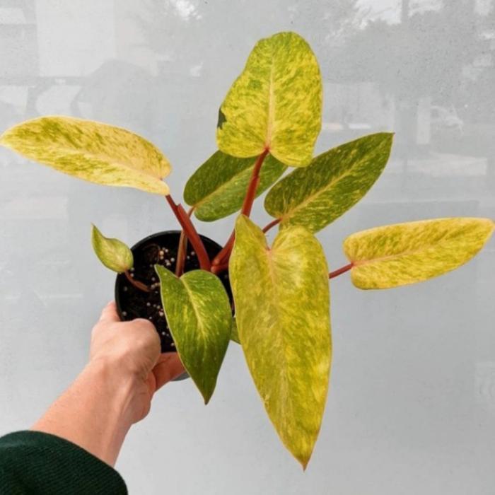 philodendron painted lady