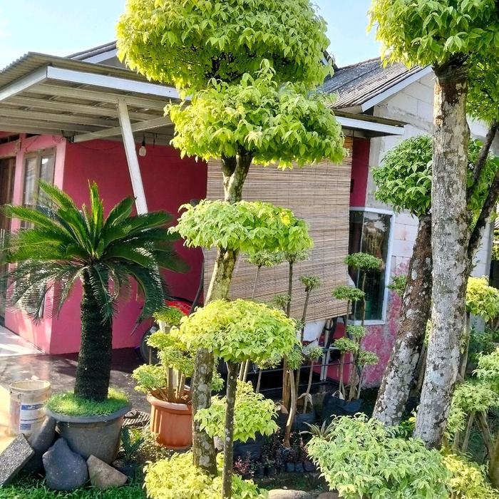 Bonsai anting Putri jumbo3meter