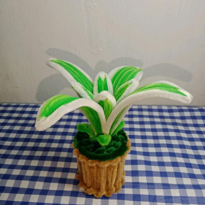 Mini Pot Kawat Bulu Lidah Mertua