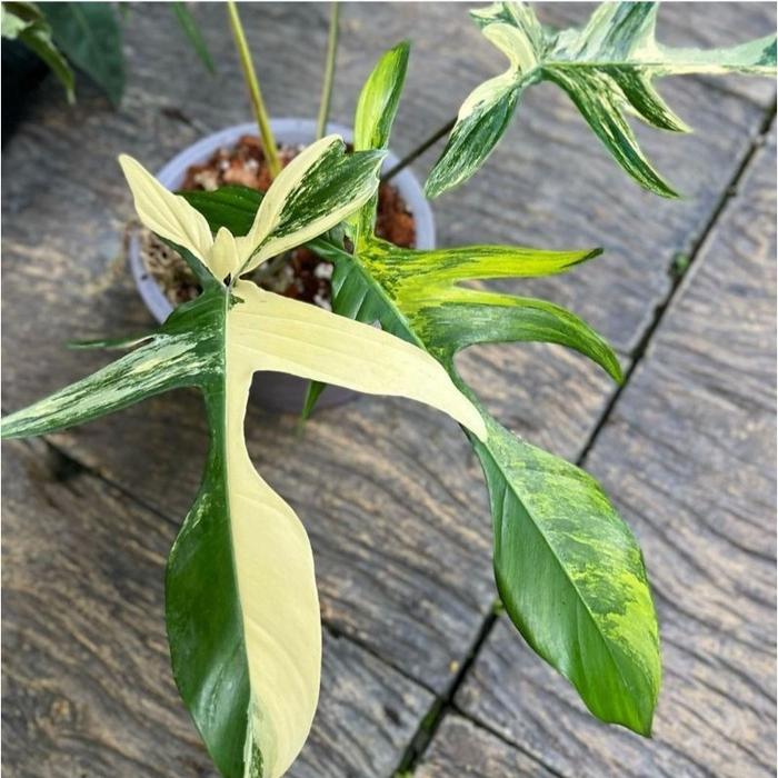 Philodendron Florida Beauty Variegation / Tanaman Philodendron / Philodendron Tanaman Hias / Tanaman