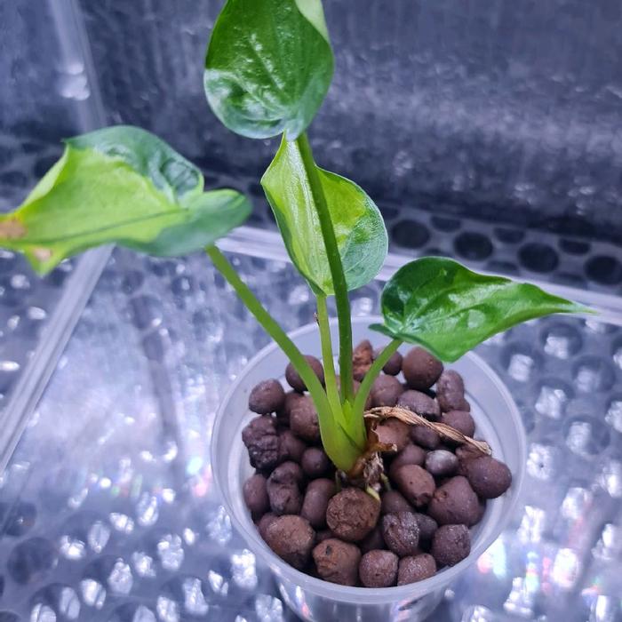 Alocasia cucullata Variegata - The Golden Buddha's Hand (Kasta LEGACY) | Aroid Keberuntungan | Full 