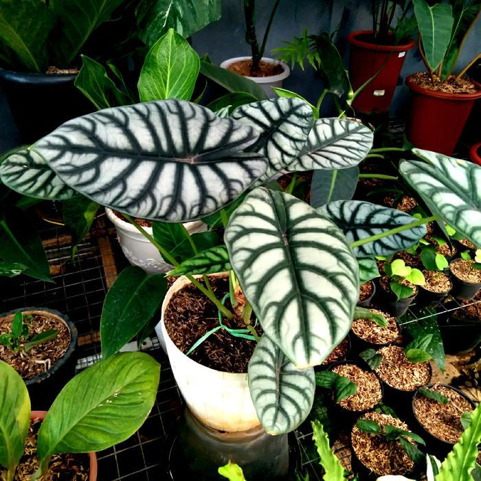 Alocasia Silver Scale Alocasia Baginda Alocasia Tengkorak Jumbo