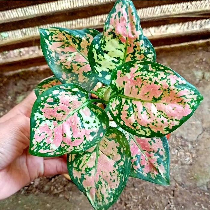 Aglonema Tri Color / Bibit Bunga / Bunga Hidup / Tanaman / Tanaman Bunga / Bunga Hiasan /Bunga Aglon