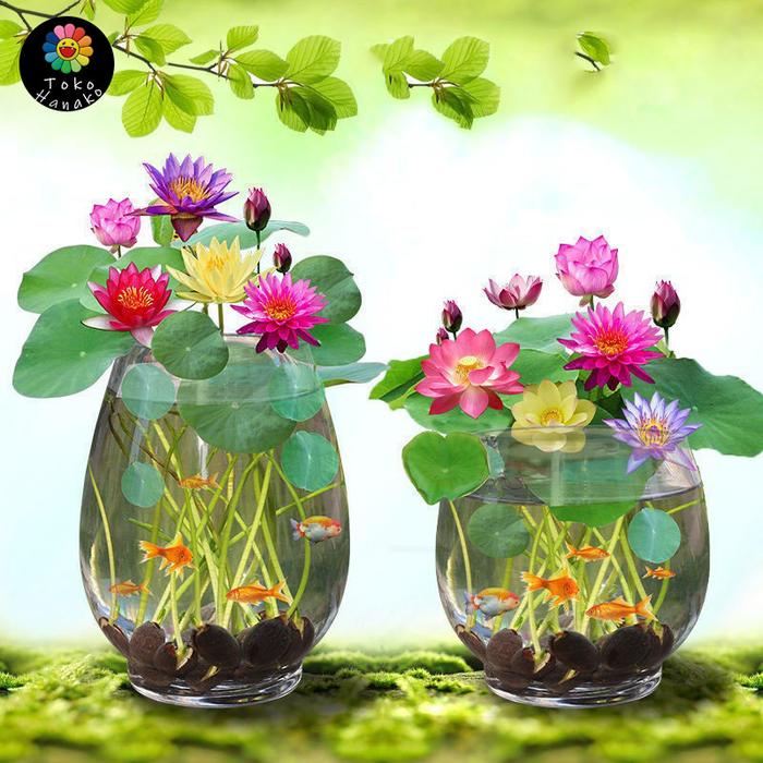 [Free gift]Isi 10 Biji Mix Warna Bibit Benih Biji Bunga Teratai Lotus Mix - Biji Tanaman Pohon Terat