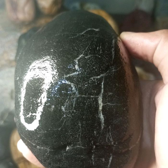 fosil kelor hitam ada garis putih kristalnya