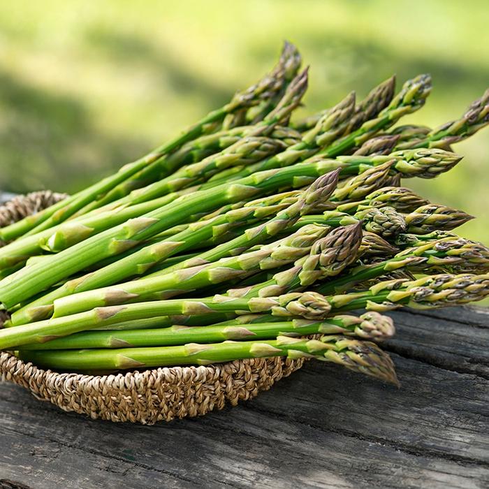 Bibit Asparagus Tropis, Panen 3 Tahun, Tahan Lembab
