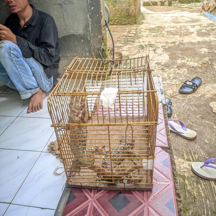 Tokek merah bintik merah berbadan gemuk untuk di pelihara ok