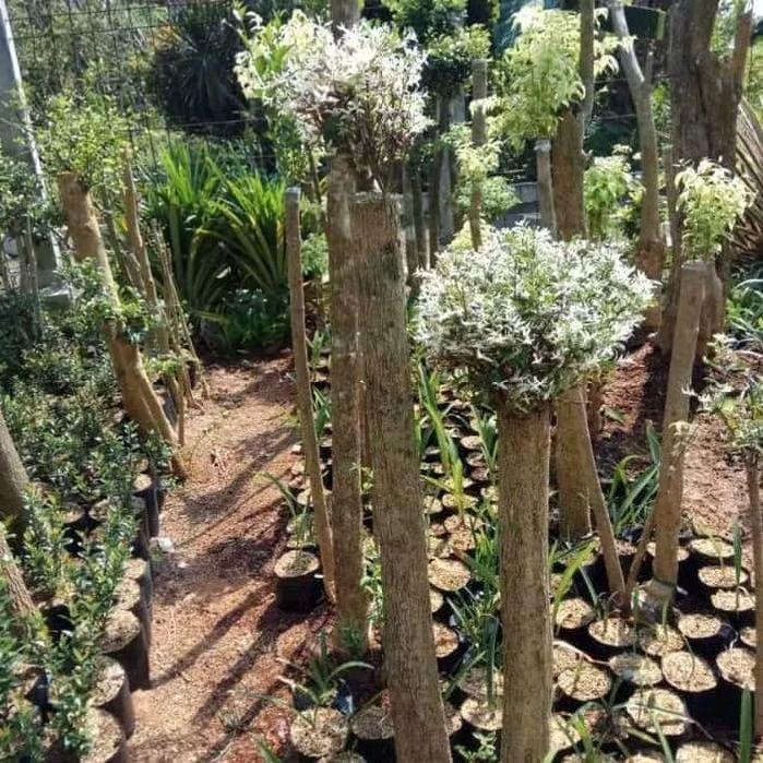 pohon bonsai anting putri salju